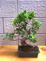 Ficus Microcarpa